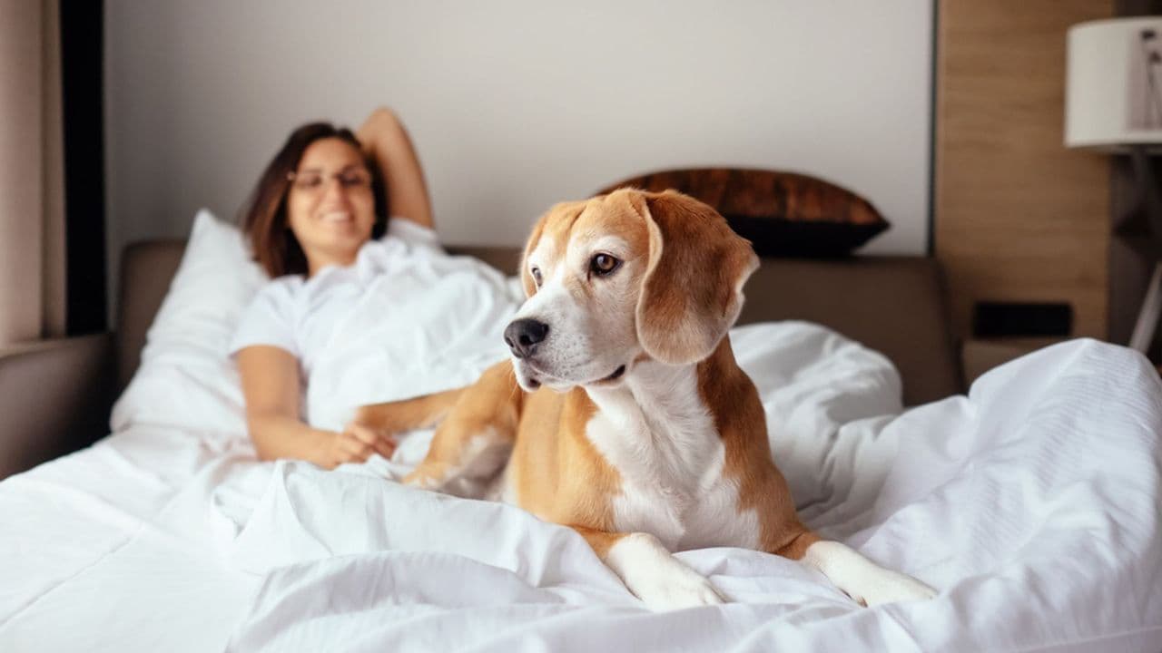 Best Pet-Friendly Hotels in India, Hill Stations, Resorts & Heritage Stays